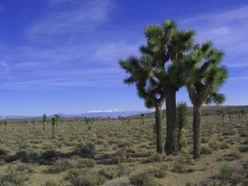 death_valley_-_lee_flat_(2)