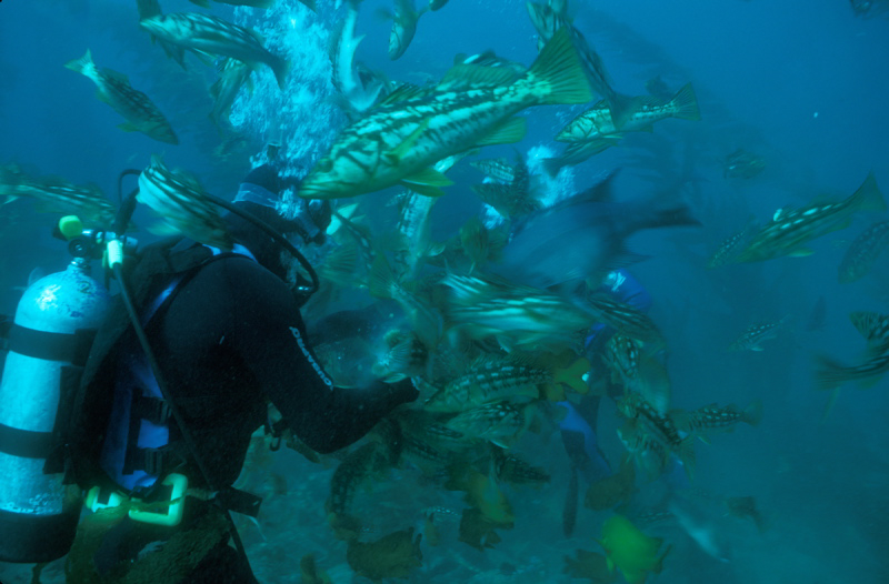 scuba