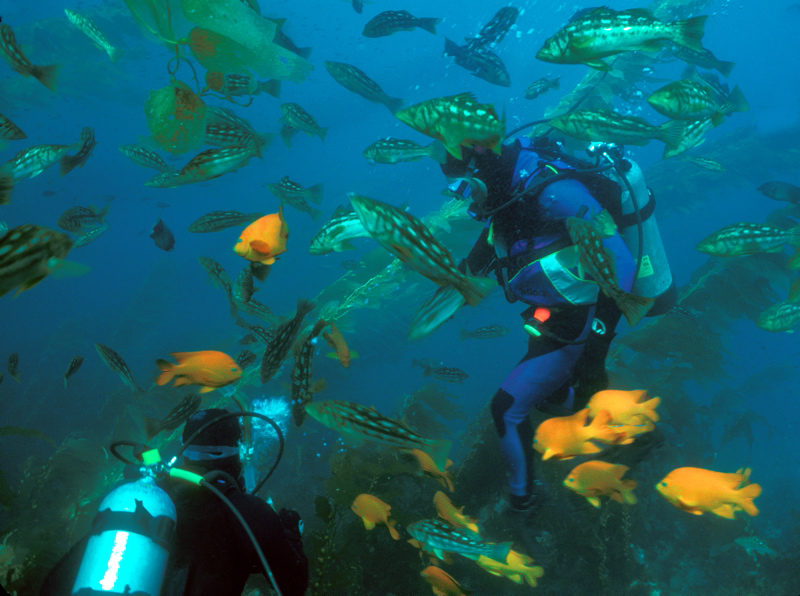 scuba_garibaldi