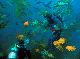 palos_verdes_3