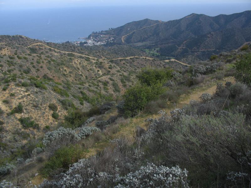 _catalina_isla2