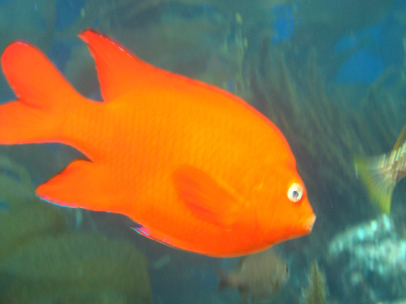 garibaldi