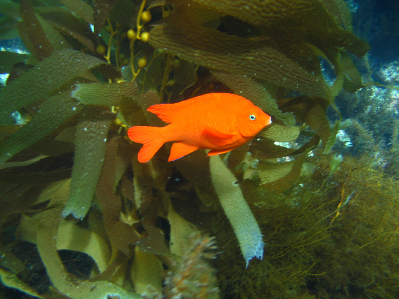 garibaldi2
