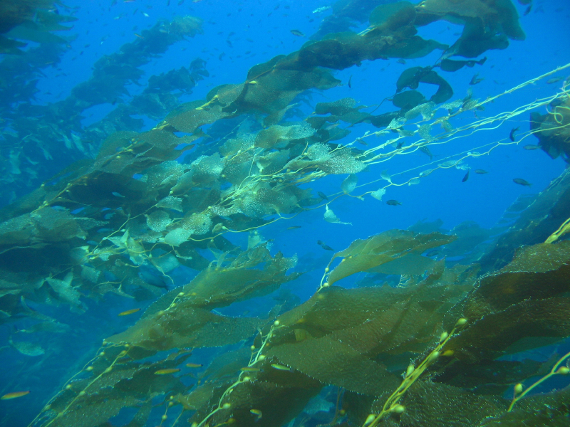 kelp