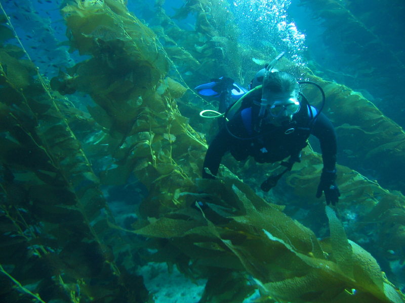 kelp2