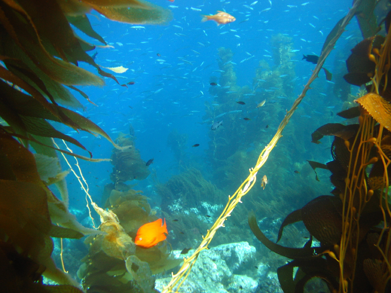 kelp5