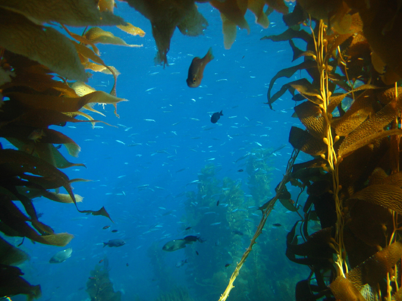 kelp6