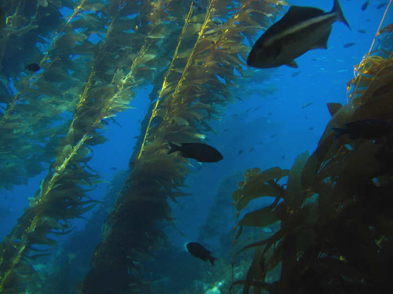 kelp7