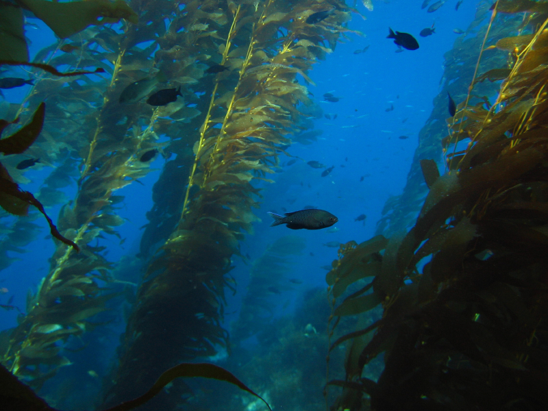 kelp8