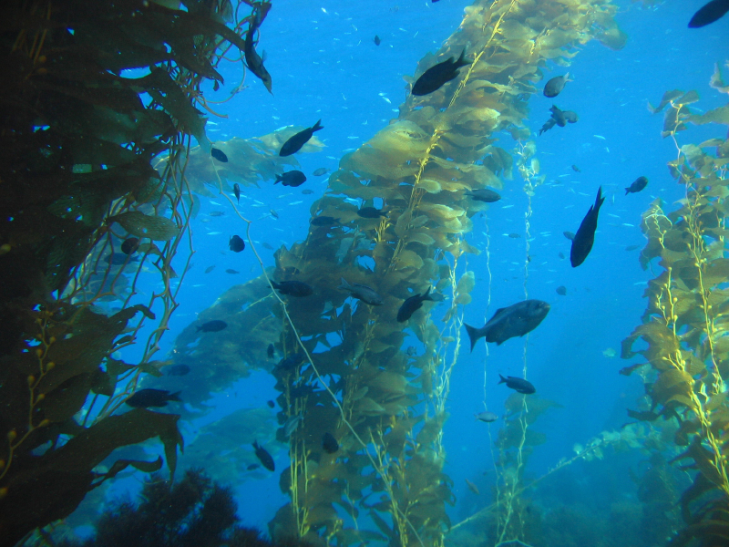 kelp9
