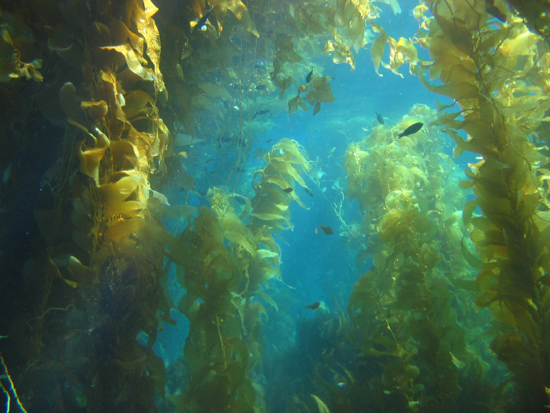 kelp_forrest1