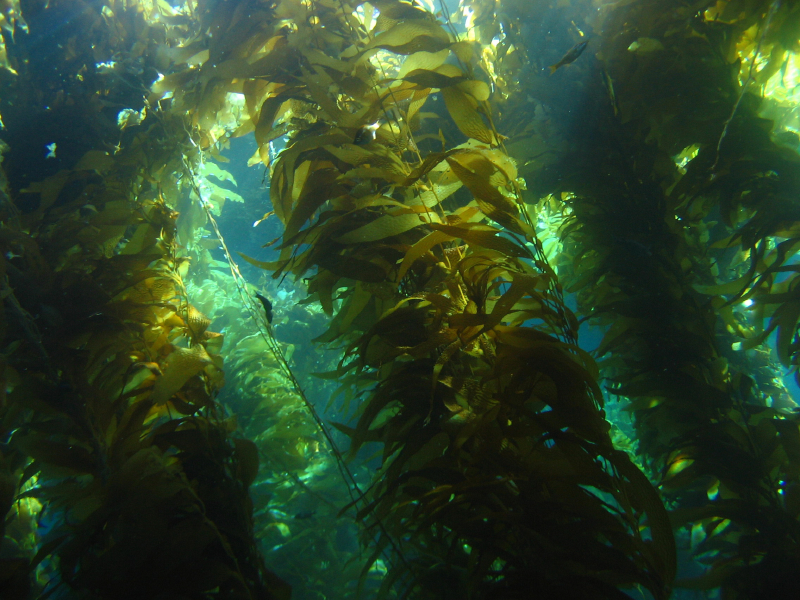 kelp_forrest2
