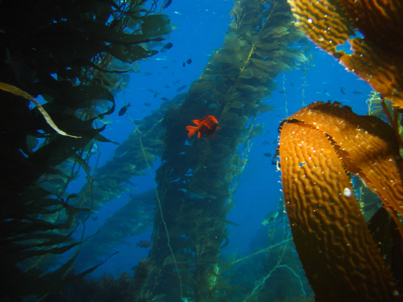 kelp_forrest_garibaldi