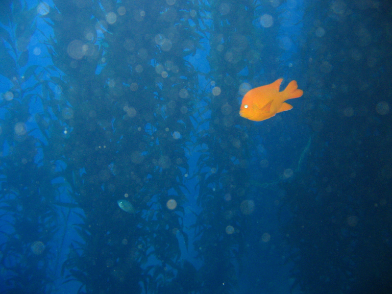 kelp_forrest_garibaldi2