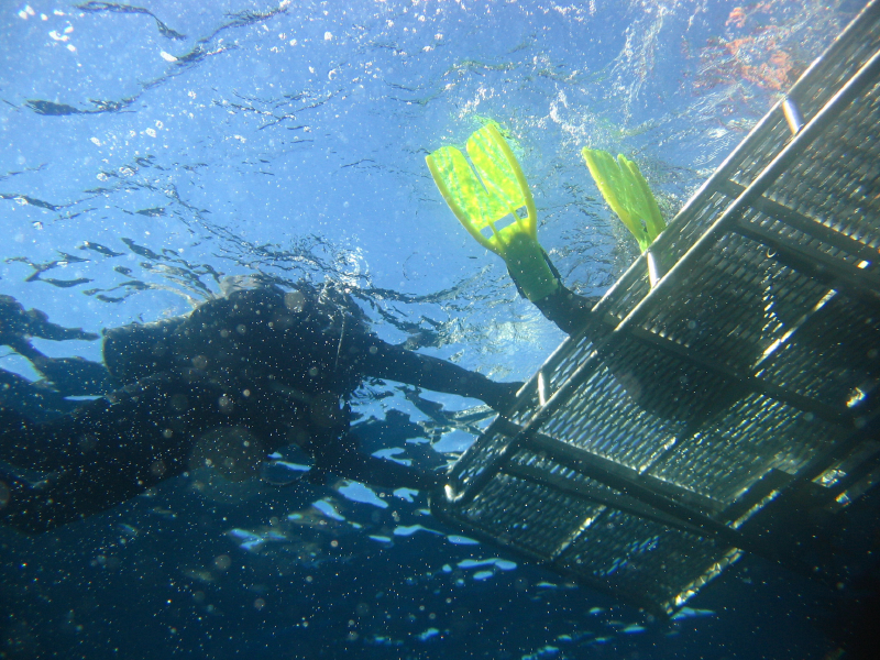 scuba