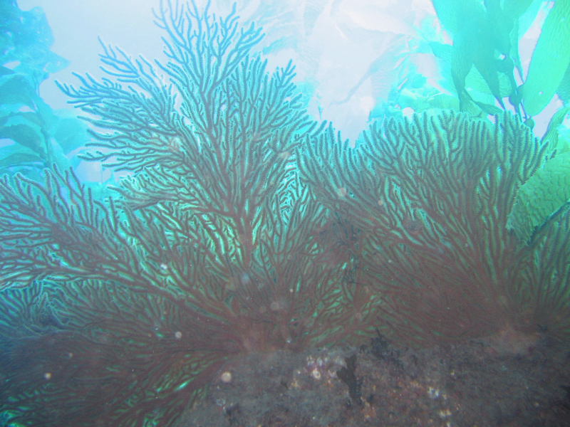 sea_fan