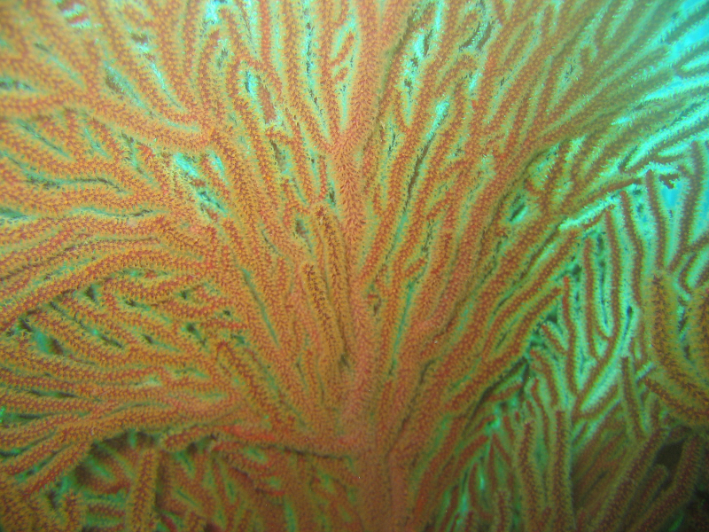 sea_fan_2