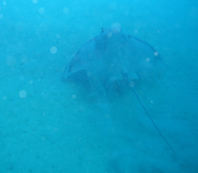 stingray1