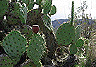 _catalina5