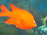 garibaldi