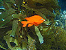 garibaldi2