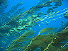 kelp