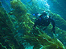 kelp2