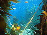 kelp5