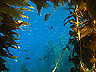 kelp6