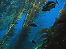 kelp7