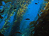 kelp8
