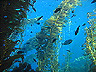 kelp9