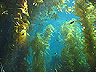 kelp_forrest1