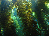 kelp_forrest2