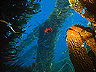kelp_forrest_garibaldi