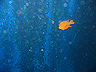 kelp_forrest_garibaldi2