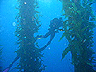 kelp_scuba