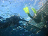 scuba