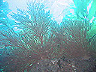 sea_fan