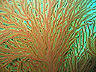 sea_fan_2