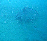 stingray1