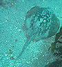 stingray2