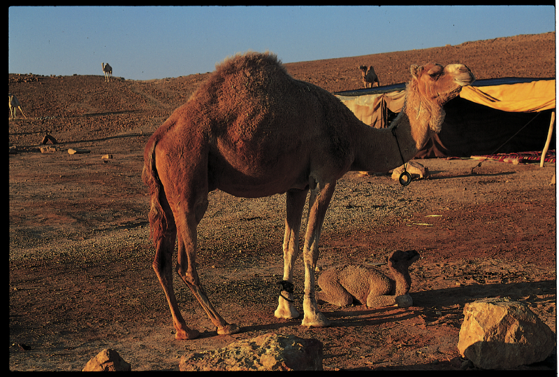 negev_desert3