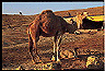 negev_desert3