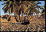 sinai_scuaba_trip