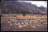 around_annapurna_trek_(4)