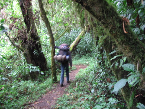 12.17.04_(21)_rain_forest