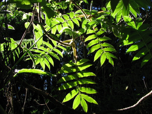 12.17.04_(26)_rainforest
