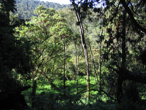 12.18.04_(01)_rainforest