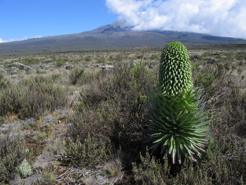 12.18.04_(17)_shira_plateau